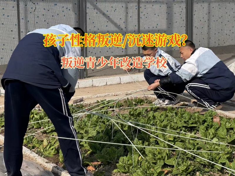 叛逆青少年改造學(xué)校矯正不服家長管的孩子
